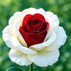 md.omor.foruk2