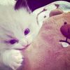 pinaaawwww2