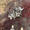 wyatt_on_canyon