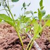 tshisa.agri