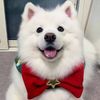 funny_animals4679