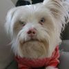 mollythedeafyorkie