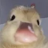quack9316