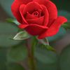 rose0774981