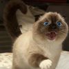 PawzAndPurrs