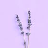 lavender_diyafa