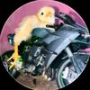 eliteo13