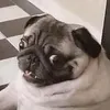 puggesteditor
