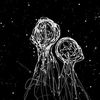 caffeine1_in_blood