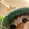 boopcats
