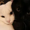 kat__r1