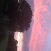 eimeartreacy8