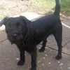 archiesmum77