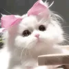 bnxq_5
