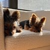 jack_emma_yorkies
