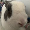 lola_the_bunny15