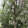 vantunguyen562
