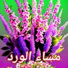 ahmedabdualrhim763