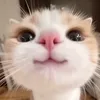 ur.nashiii