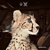 shakire___555