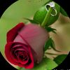 arif.jamali12