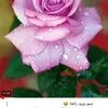 omg_oo98