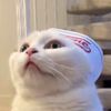 hakuthescottishfold