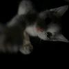 qwax_021901039
