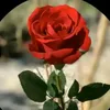khulood839