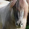 krulkonikuw