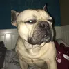 dino_boy31
