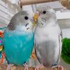 marias_budgies