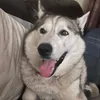 roothehusky