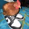 polloguapo7