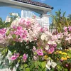 duy70490