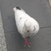 frankynator1