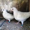pigeon_loft4