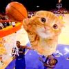ilovekebabandkitty