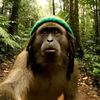 Rasta Monkey