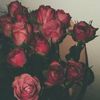 dania.khaldy