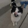 kitdoveyrio4