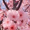 blossommarryy