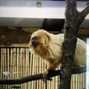 qinhanshortplay