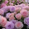user9180236801130