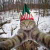 cat_funny808