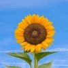 sun.flower3915