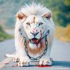 ahmed65369