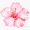 anayamahmood0