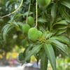 pruningstone