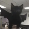 🦇